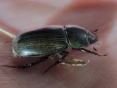 Dyscinetus morator