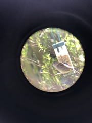 Passer domesticus