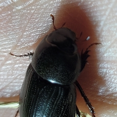 Dyscinetus morator