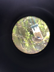 Passer domesticus