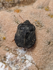 Eurygaster hottentotta