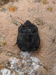 Eurygaster hottentotta