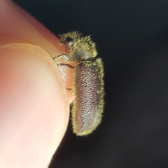 Melalgus plicatus