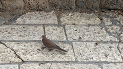 Streptopelia senegalensis