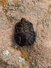 Eurygaster hottentotta