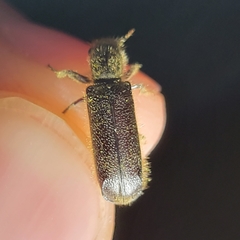 Melalgus plicatus