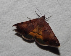 Plecopterodes moderata