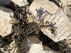 Chaenostoma subspicatum