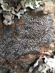 Rhizocarpon distinctum