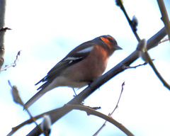 Phoenicurus ochruros