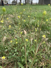 Ranunculus micranthus