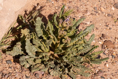 Phacelia integrifolia