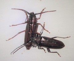 Orthosoma brunneum