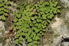 Adiantum bellum