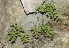 Adiantum bellum
