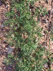 Distimake bipinnatipartitus