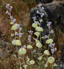 Streptanthus diversifolius