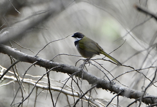 Collared Towhee (Pipilo ocai), photo 5