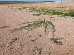 Distimake bipinnatipartitus