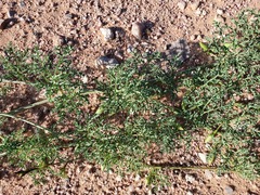 Distimake bipinnatipartitus