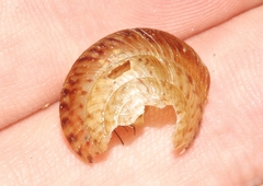 Poecilozonites bermudensis