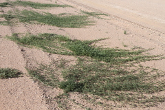 Distimake bipinnatipartitus