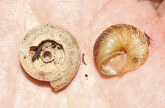 Poecilozonites bermudensis