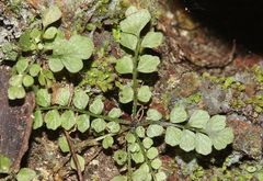 Asplenium dentatum