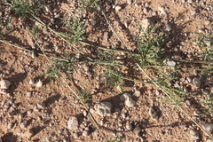 Distimake bipinnatipartitus