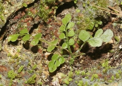 Asplenium dentatum