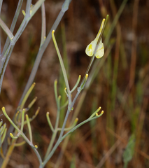 Streptanthus diversifolius