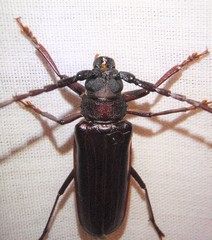 Orthosoma brunneum