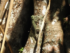 Sceloporus serrifer