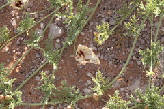 Distimake bipinnatipartitus