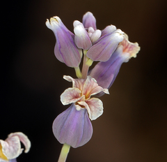 Streptanthus diversifolius