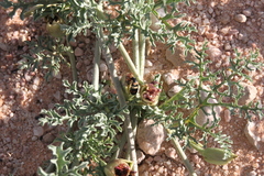 Distimake bipinnatipartitus