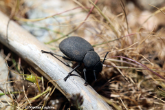Phymatiotris quadricollis