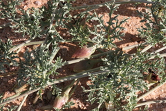 Distimake bipinnatipartitus