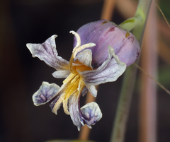 Streptanthus diversifolius