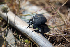 Phymatiotris quadricollis