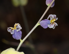 Streptanthus diversifolius