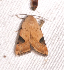 Micrathetis costiplaga