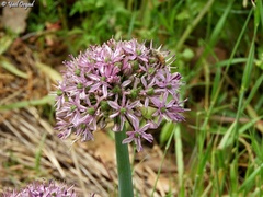 Allium tel-avivense
