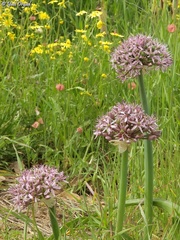 Allium tel-avivense