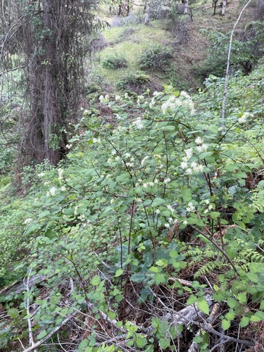 Image of Neviusia cliftonii by (c) Matt Berger, some rights reserved (CC BY)