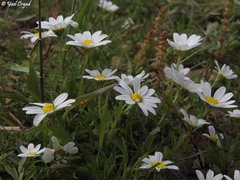 Anthemis leucanthemifolia