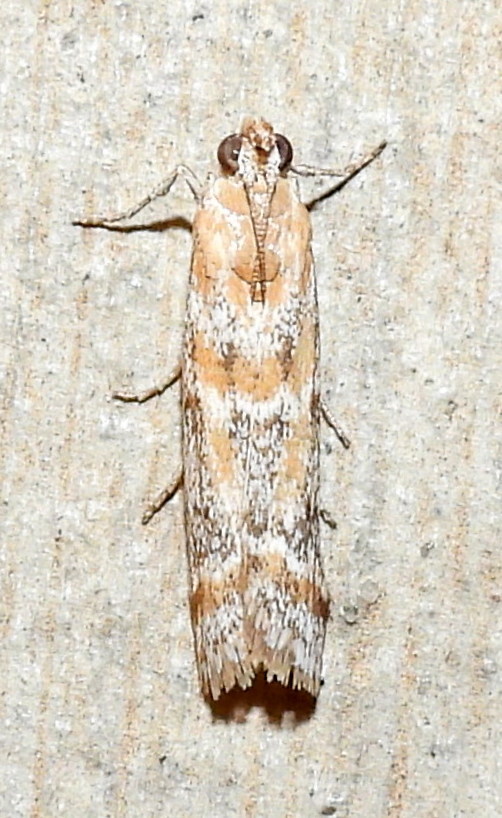 Ancylosis morrisonella