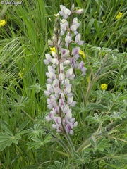 Lupinus palaestinus