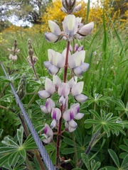 Lupinus palaestinus