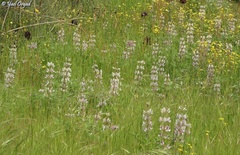 Lupinus palaestinus